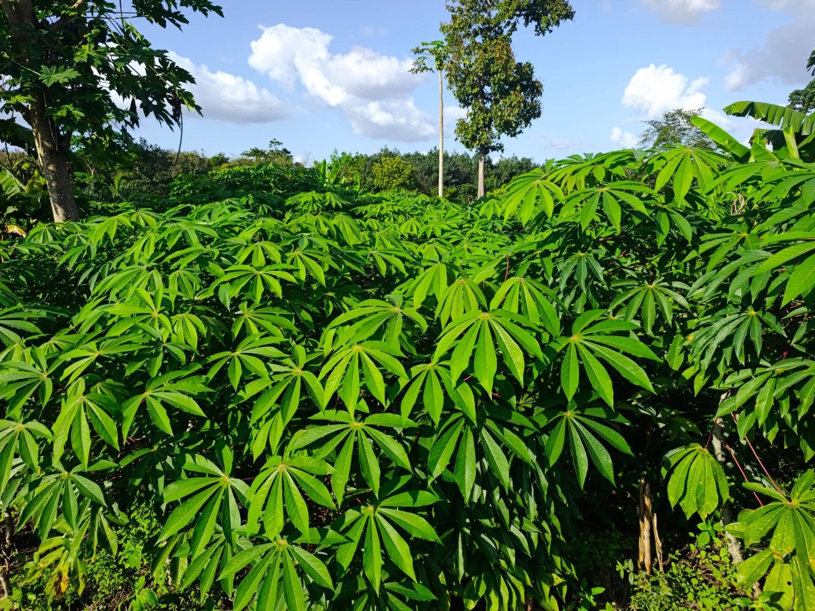 Réussir la culture du manioc