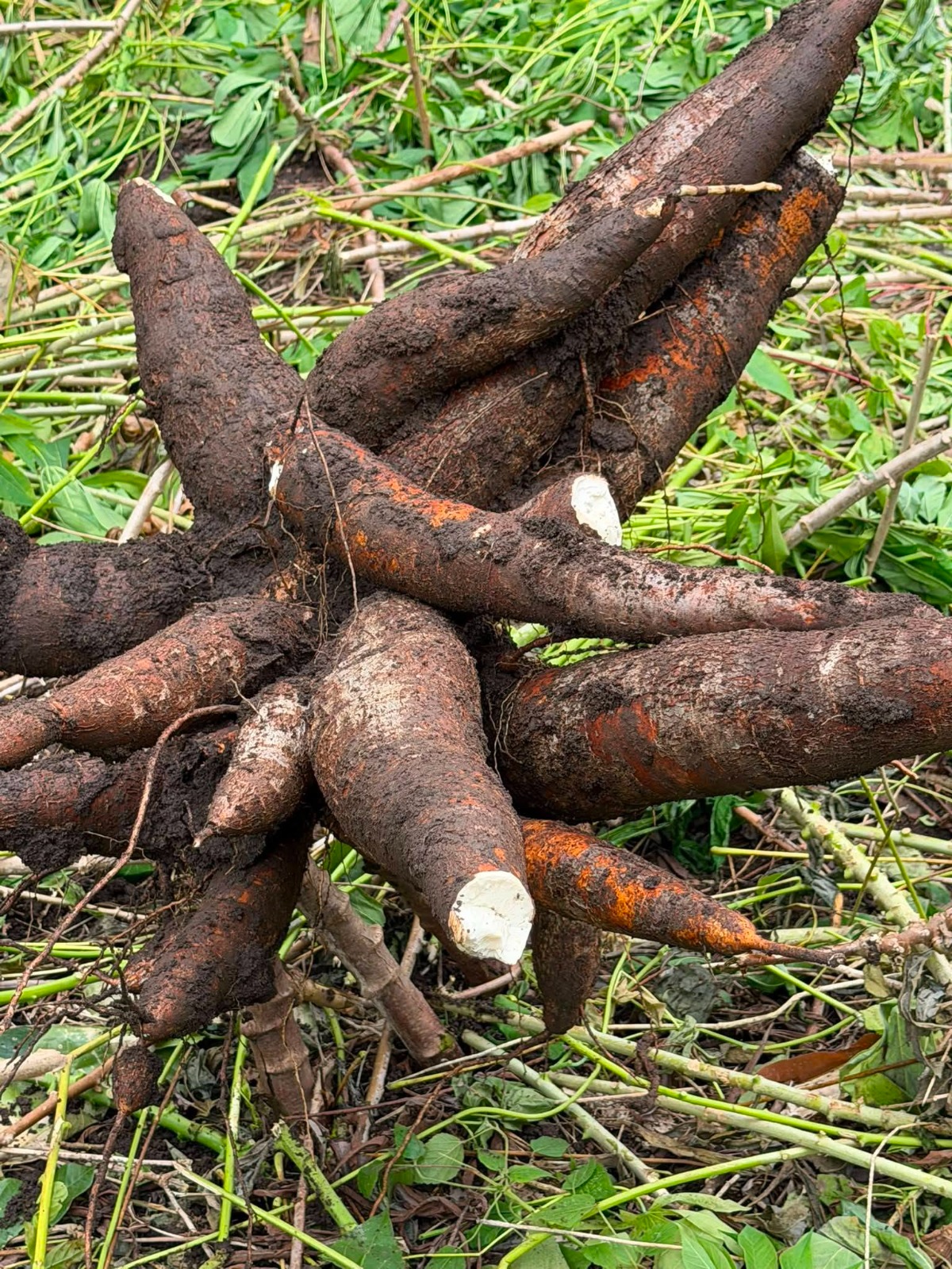 10 tonnes de manioc frais