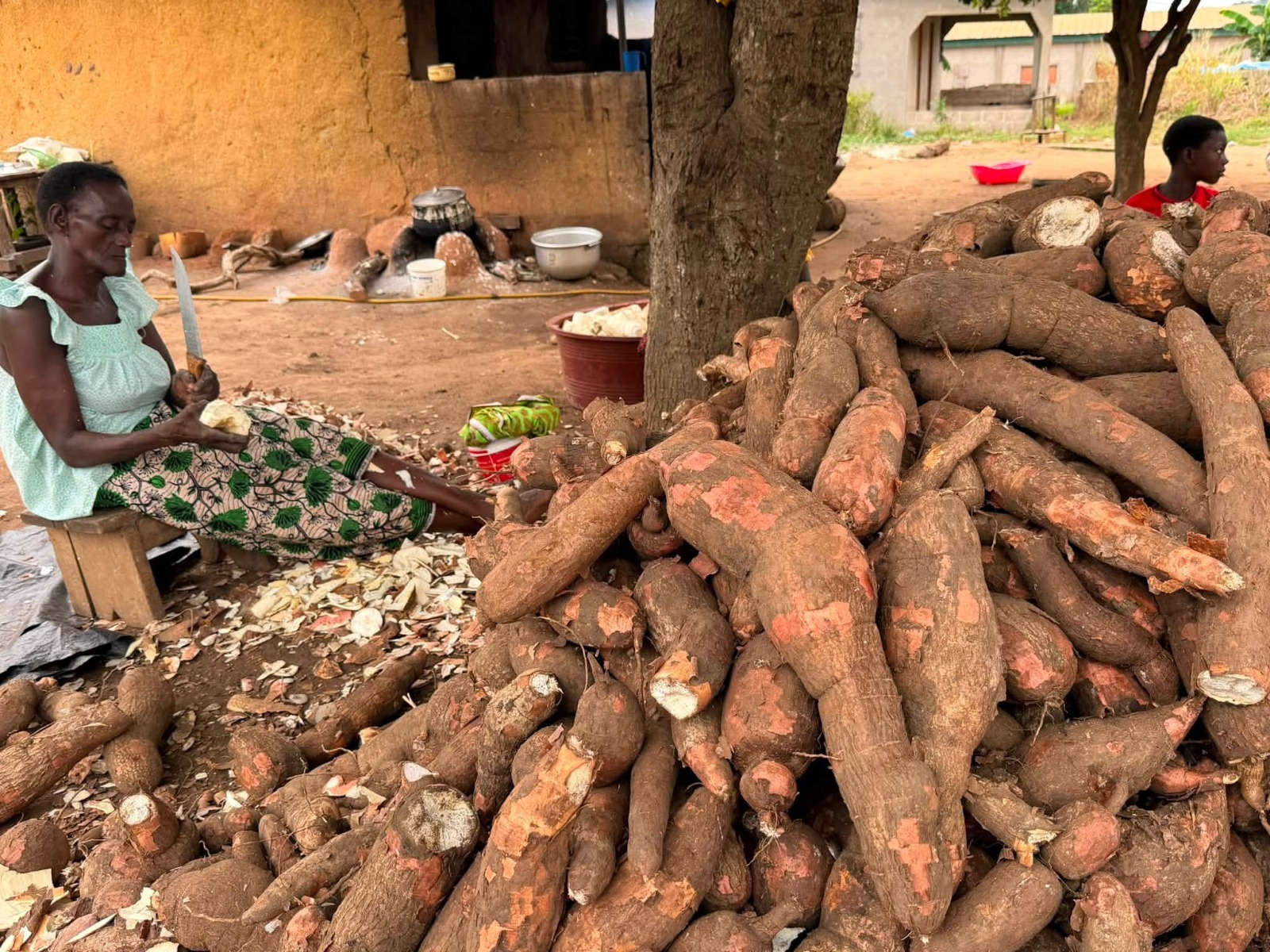 Récolte de manioc frais au village