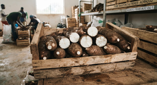 Manioc Frais d'Exportation — Variété Bocou 1