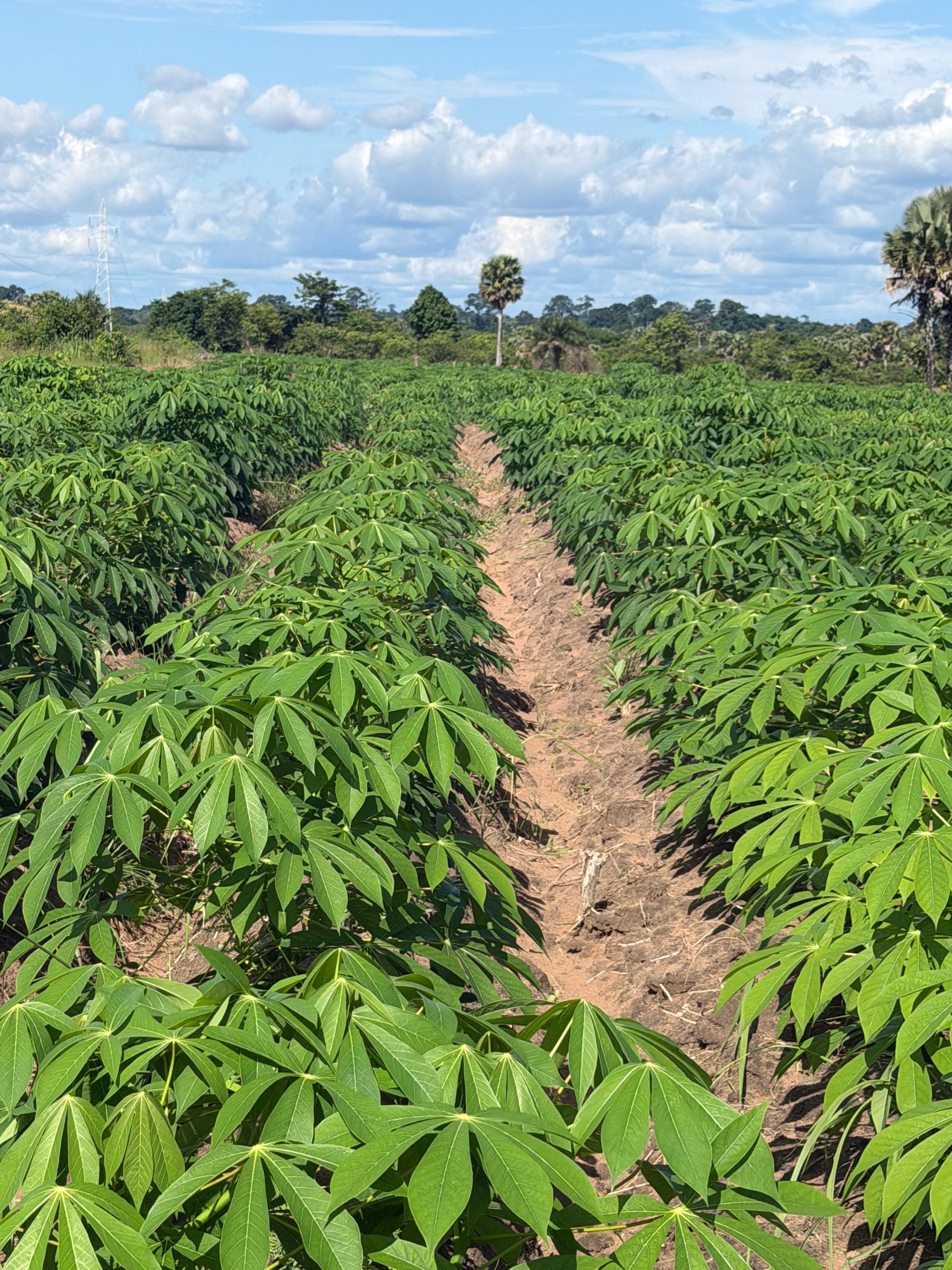 Champ de manioc dense arrivé à maturité